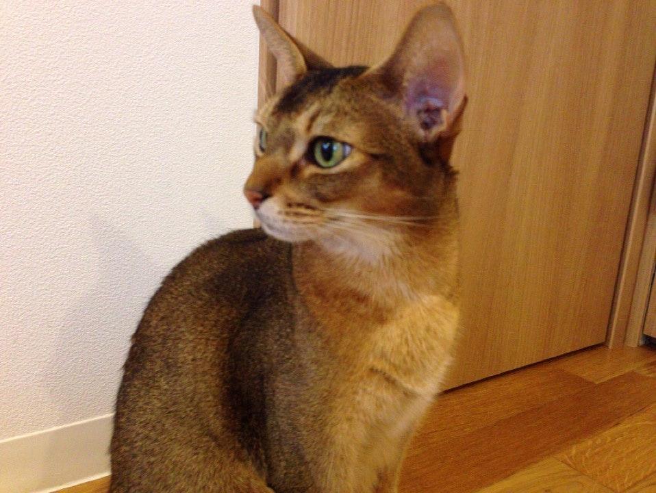 猫カフェ ルディ