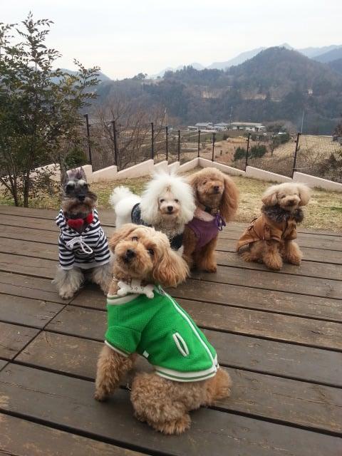 モコモコ