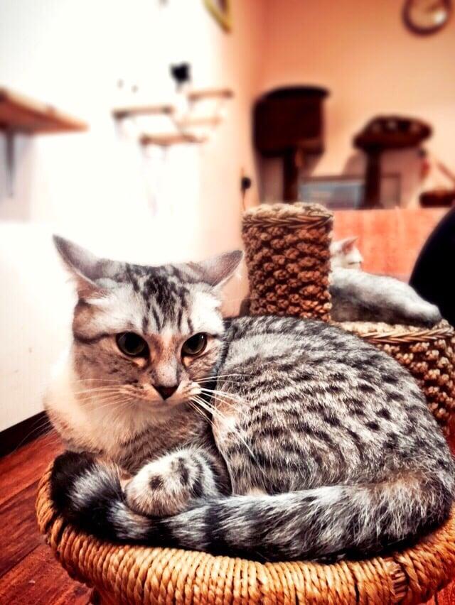 Lucu
