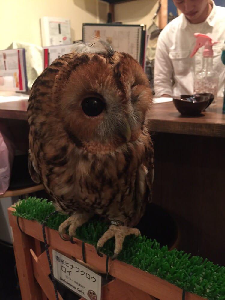 イケフクロウカフェ