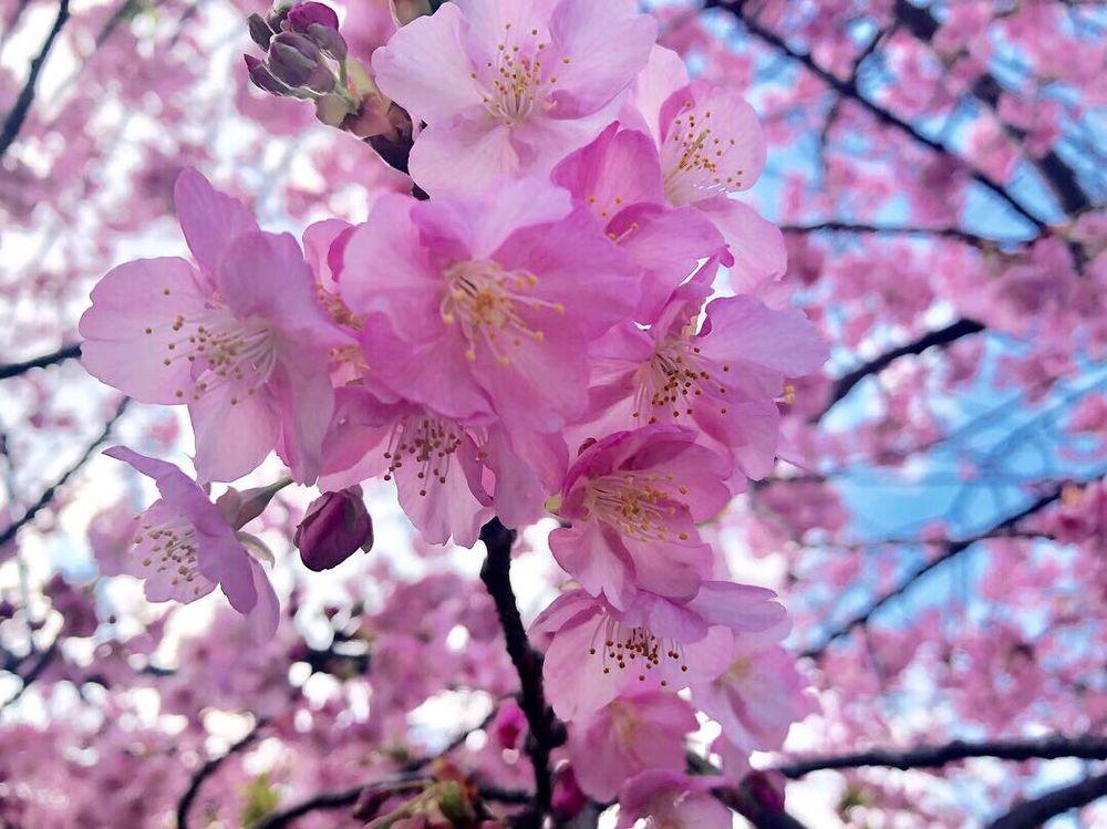 はつ花・報徳