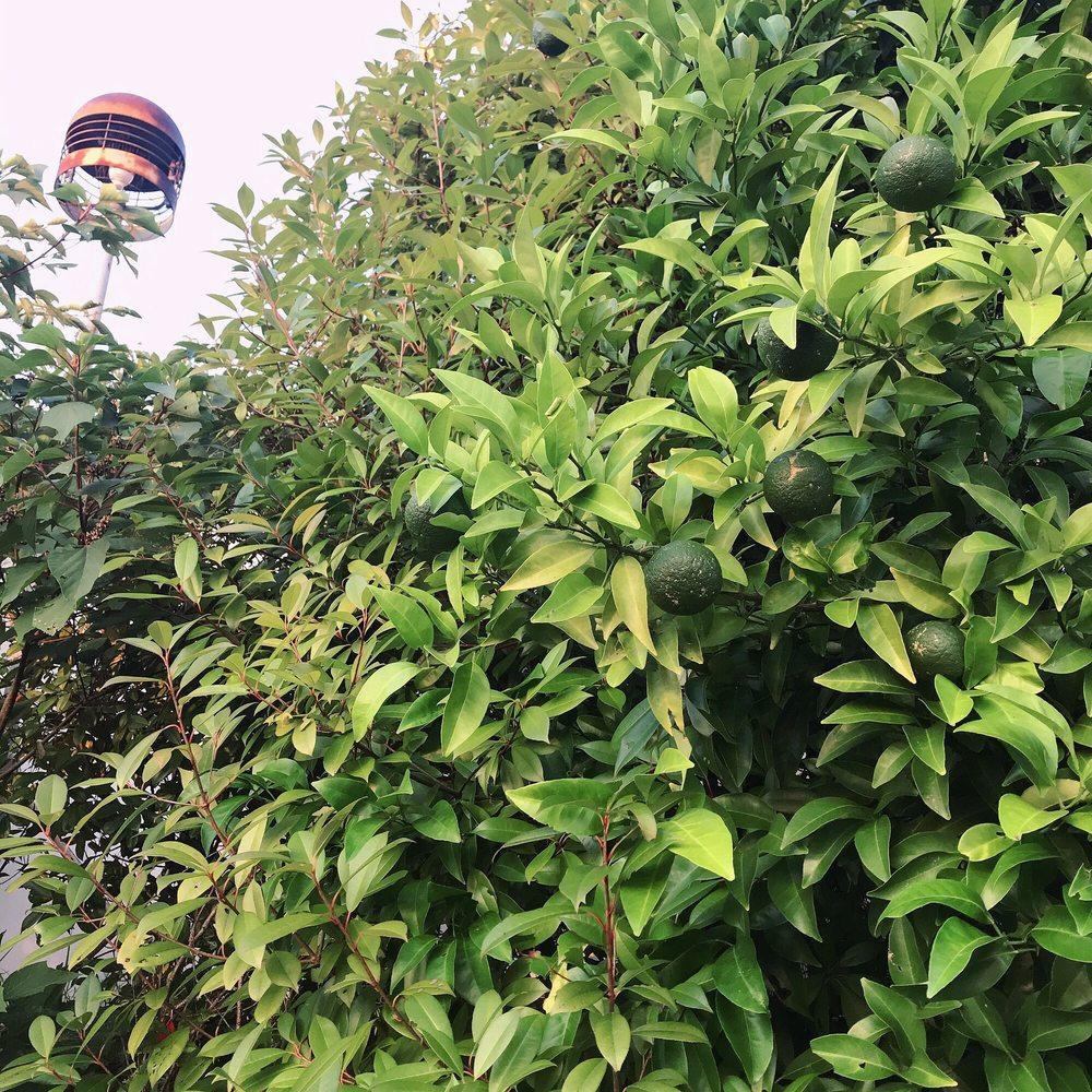 豊前おこしかけ