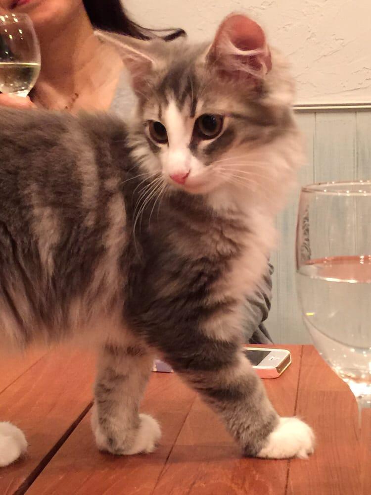 Cat Cafe Rien