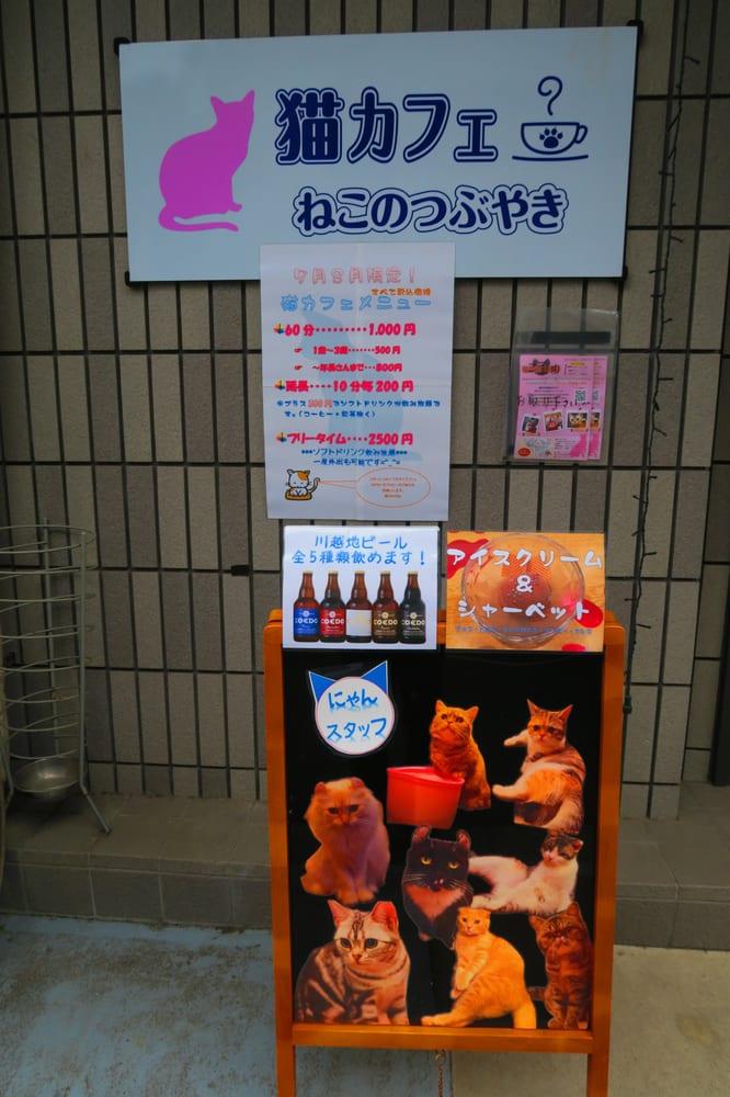 猫カフェ ねこのつぶやき