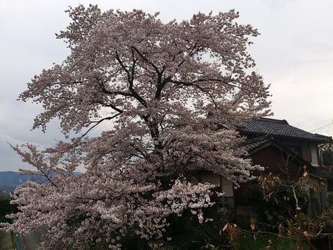 新ノ坊