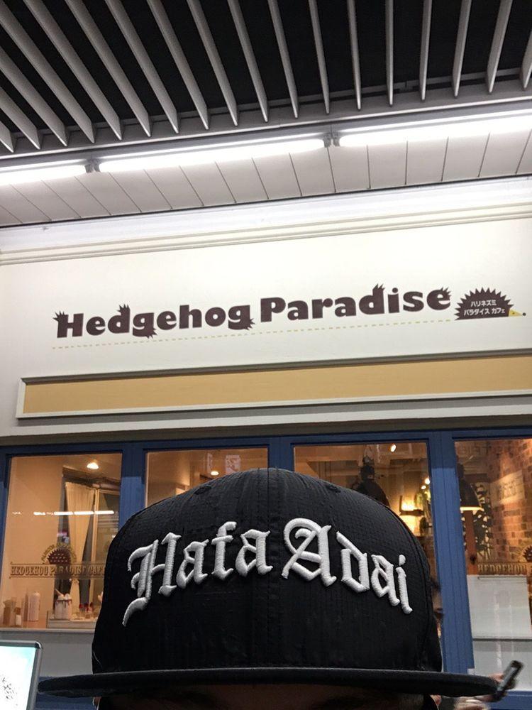 Hedgehog Paradise Cafe