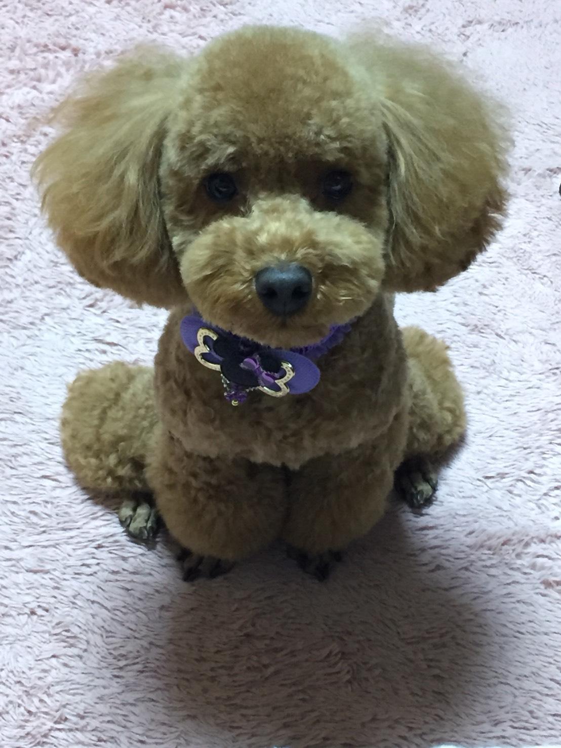 Google の写真