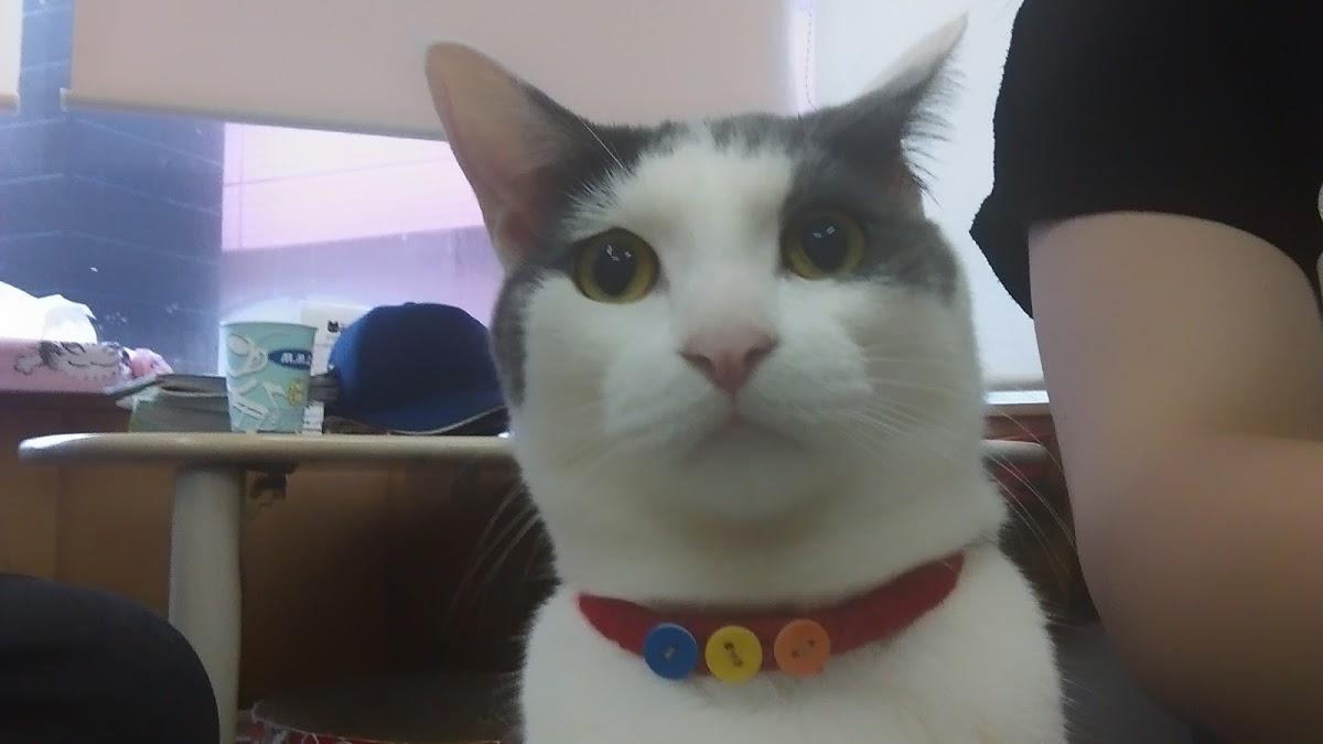 Google の写真