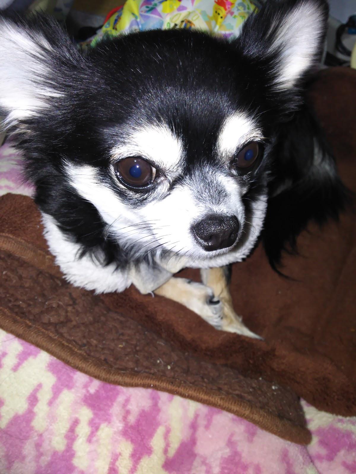 Google の写真