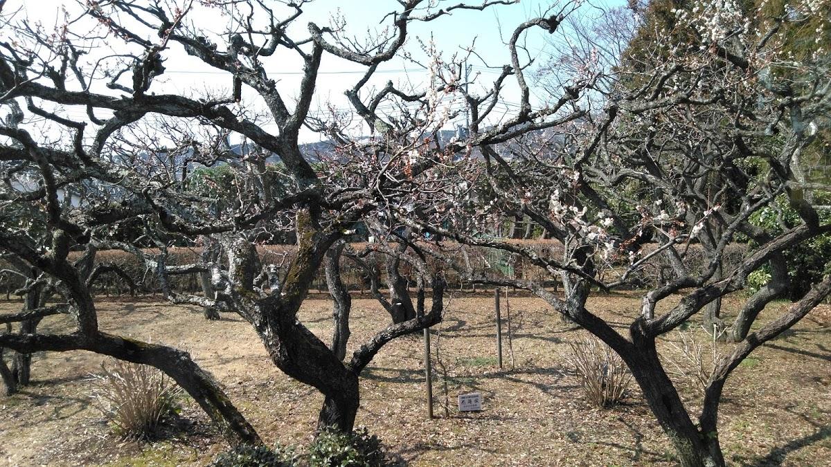 Google の写真