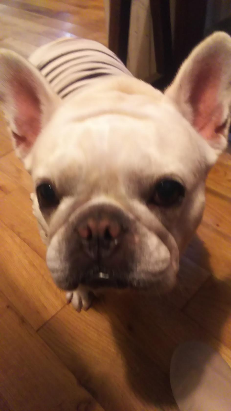 Google の写真
