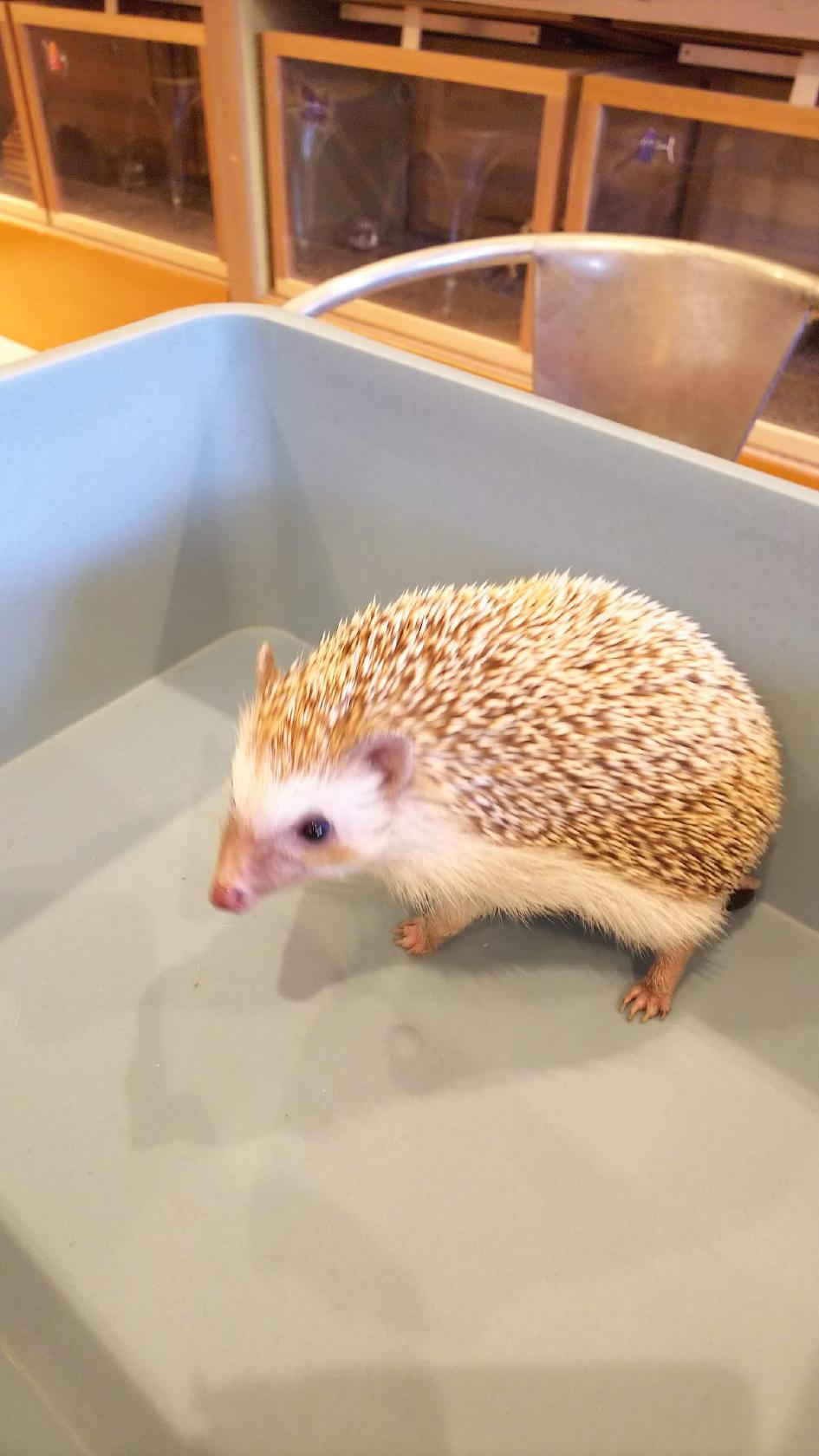 Google の写真