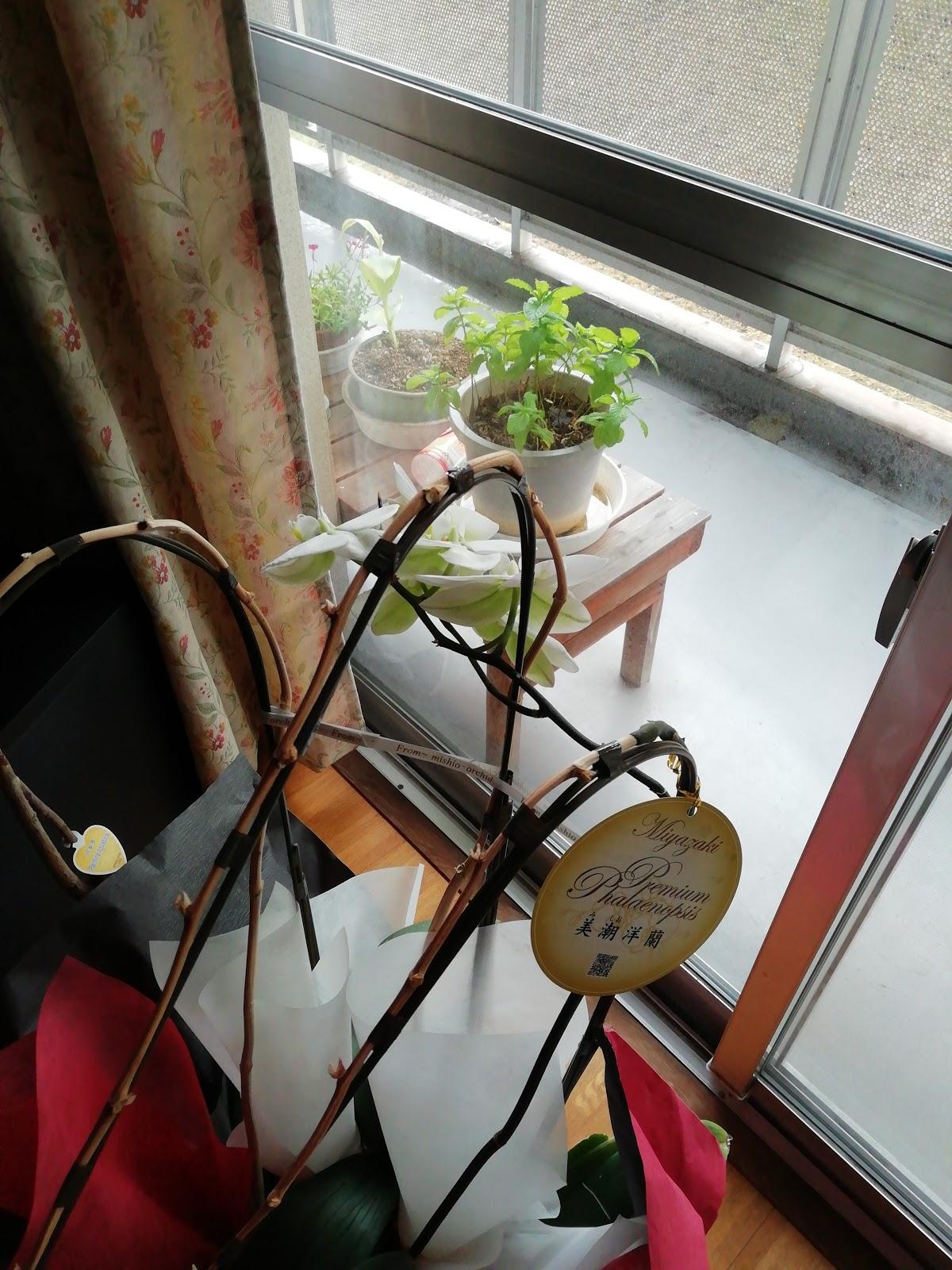 Google の写真