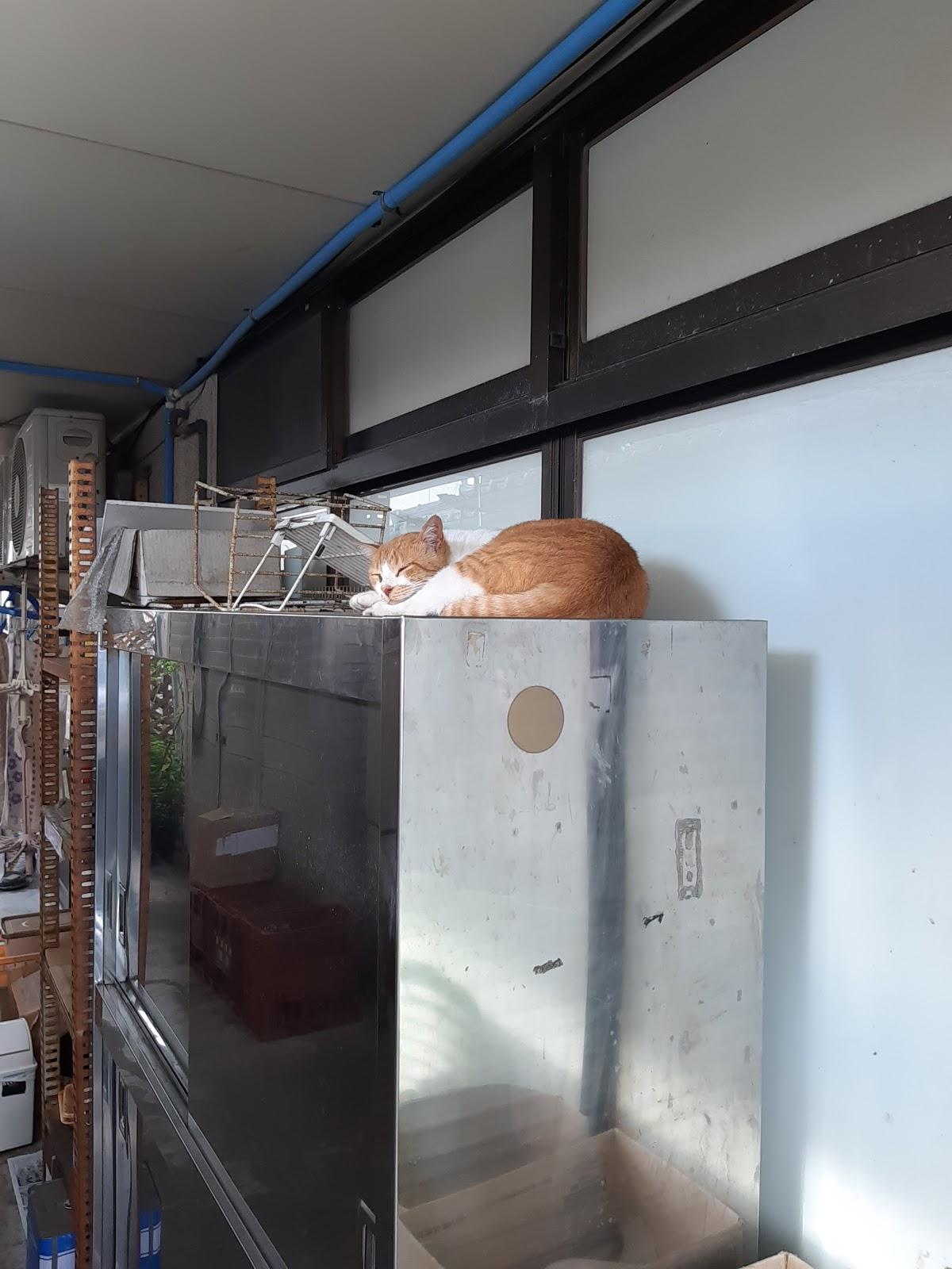 Google の写真