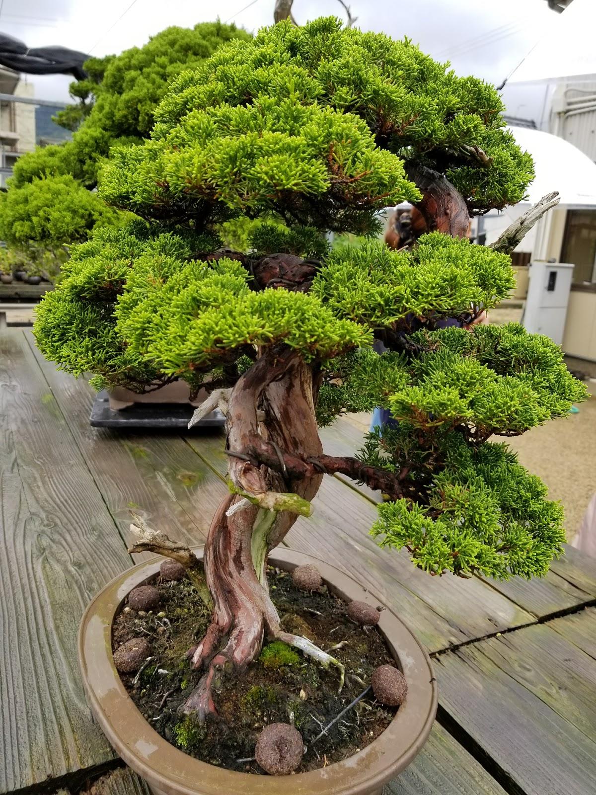 Google の写真
