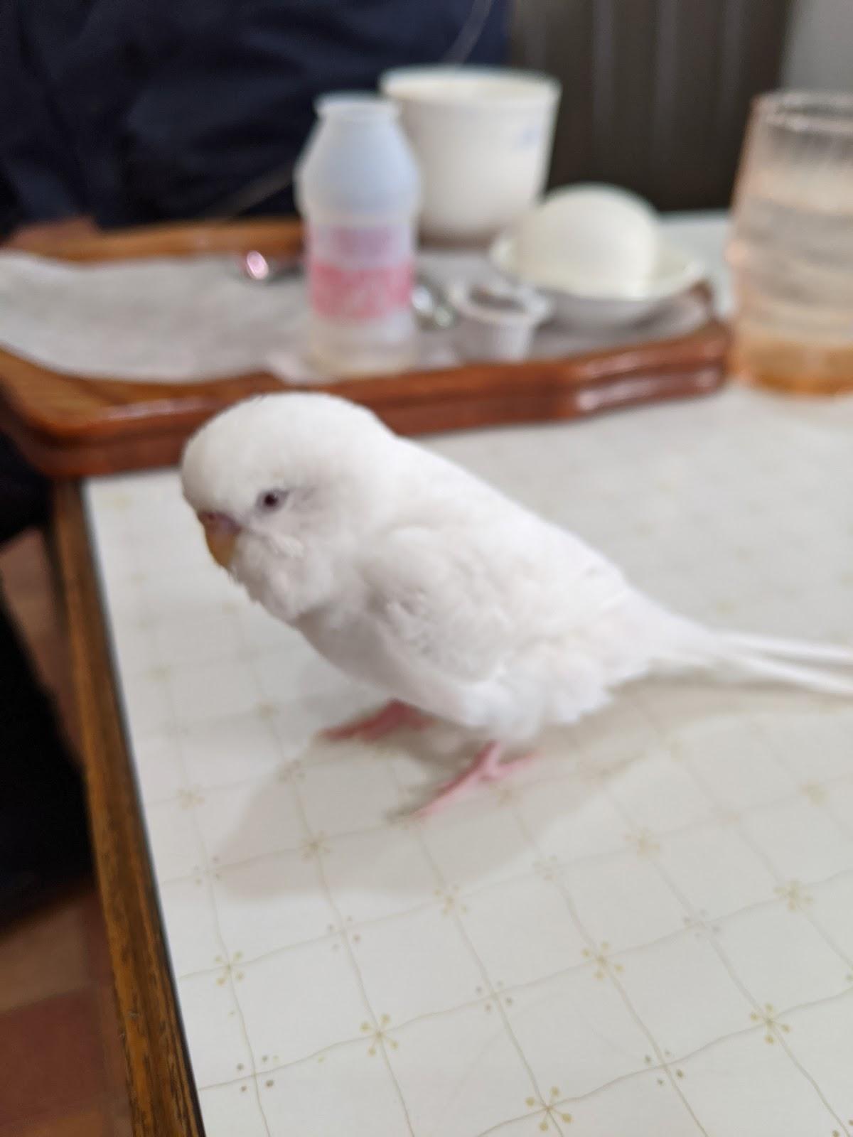 Google の写真