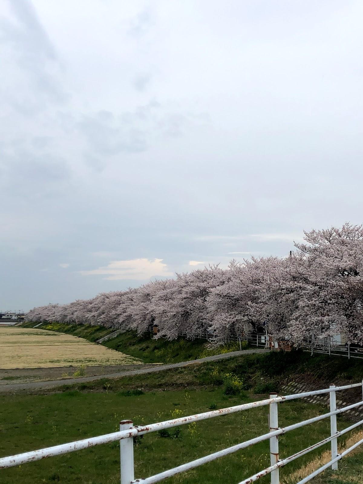 Google の写真