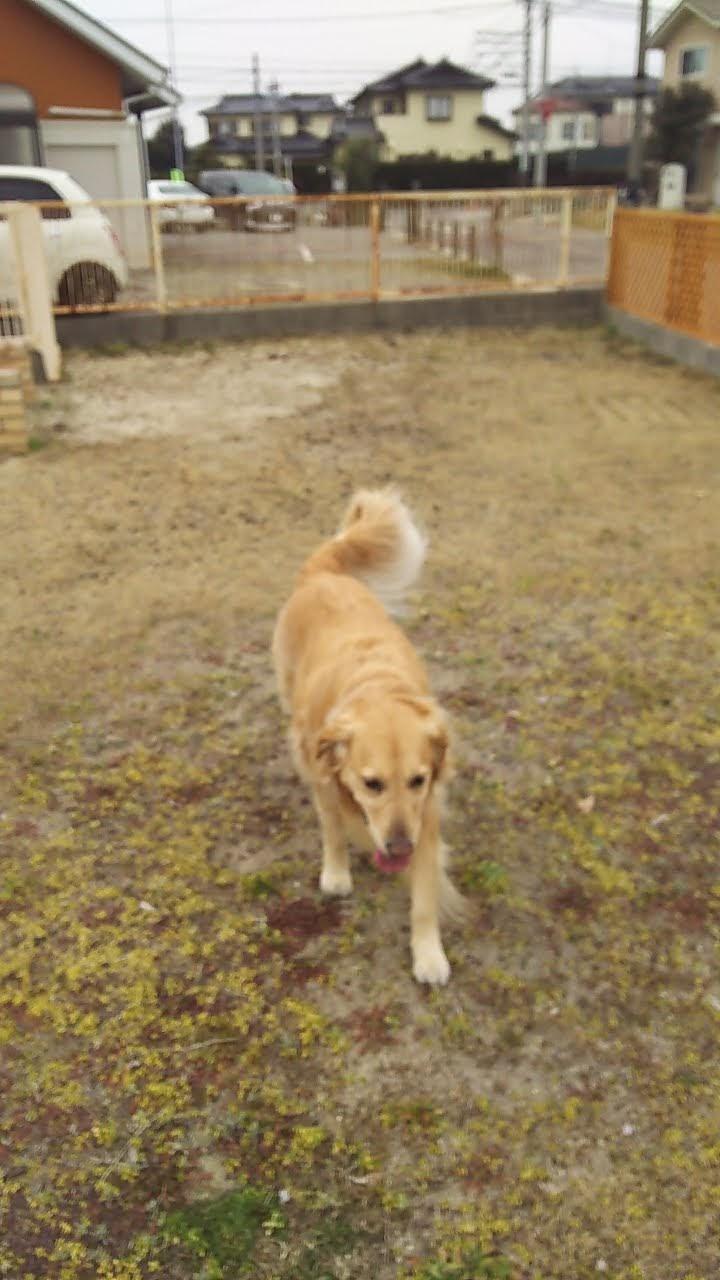Google の写真