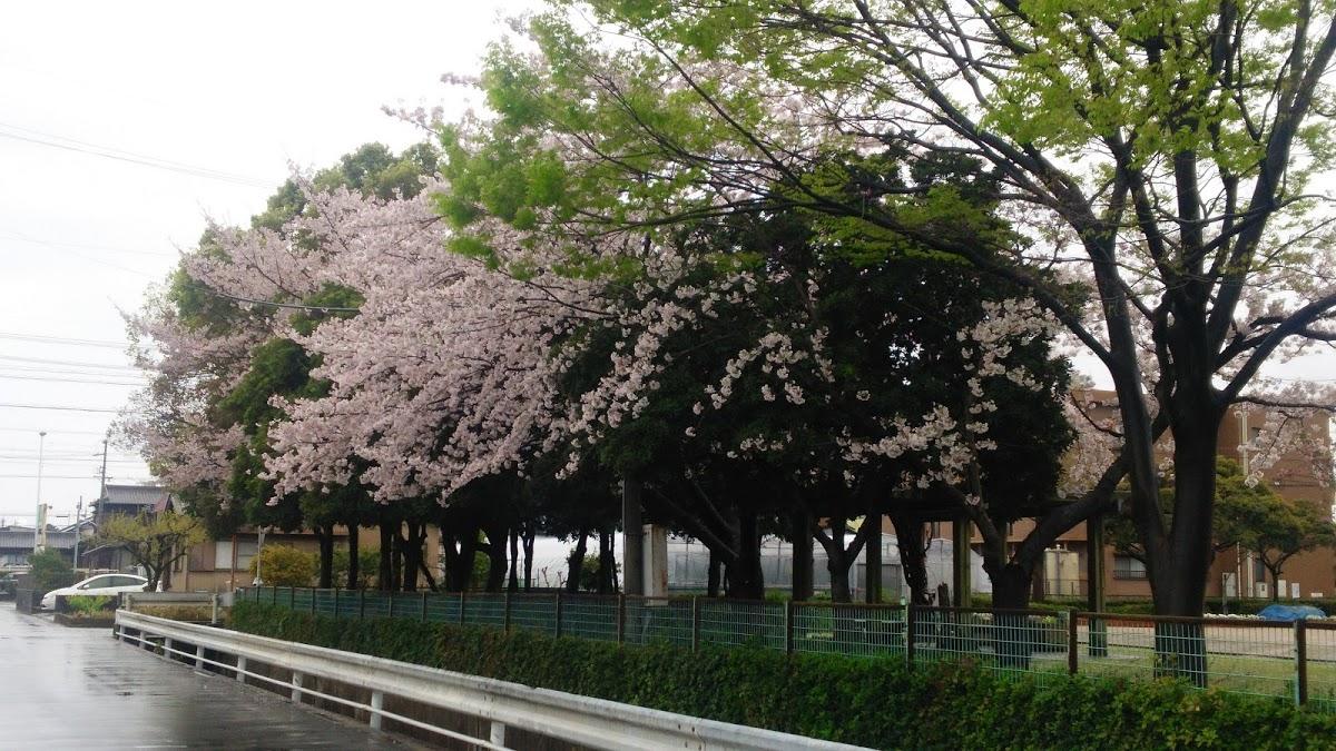 Google の写真