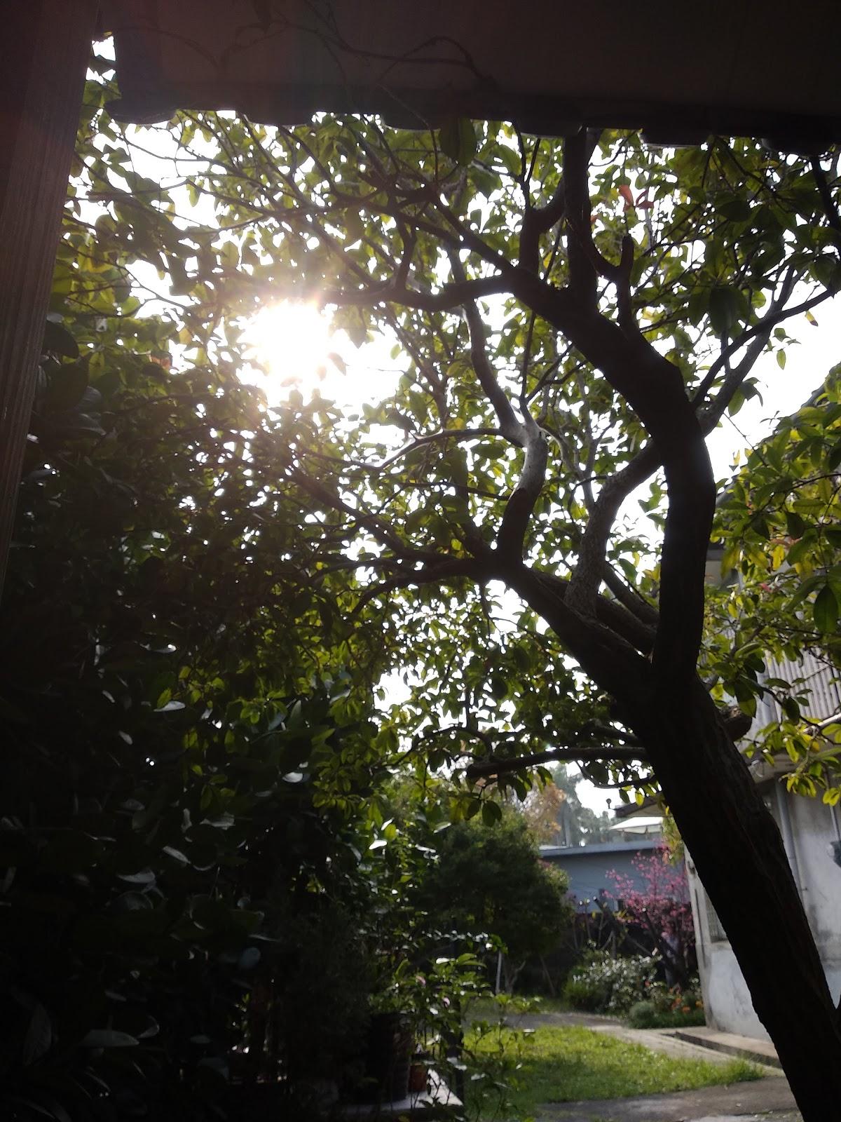 Google の写真