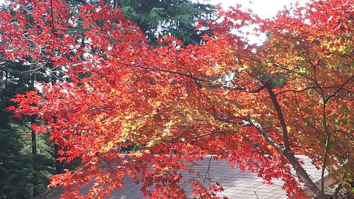 Google の写真