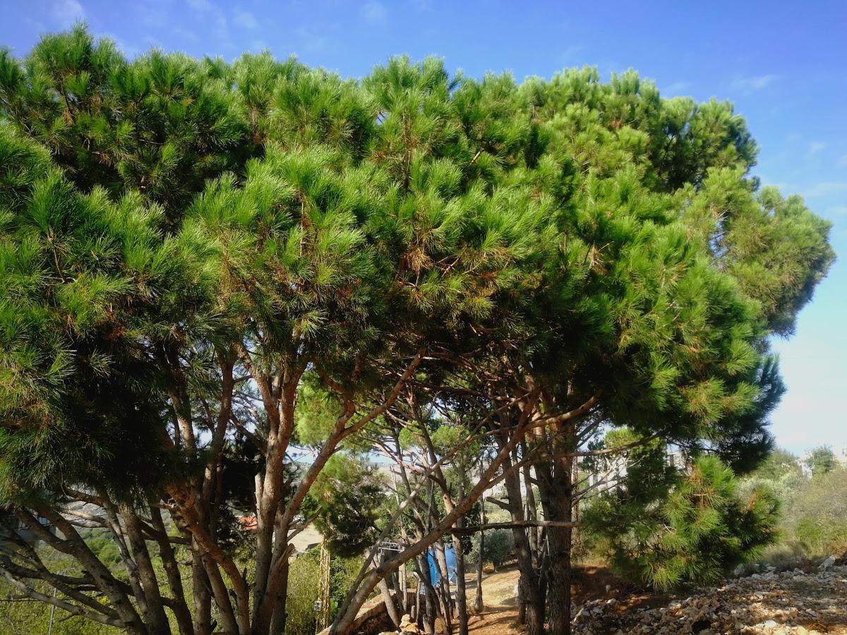 Photo from Google