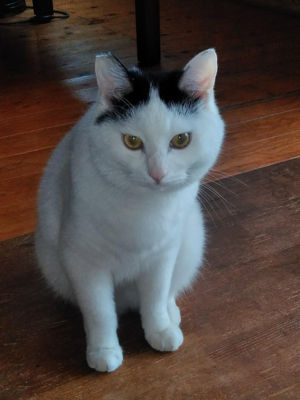 Google の写真