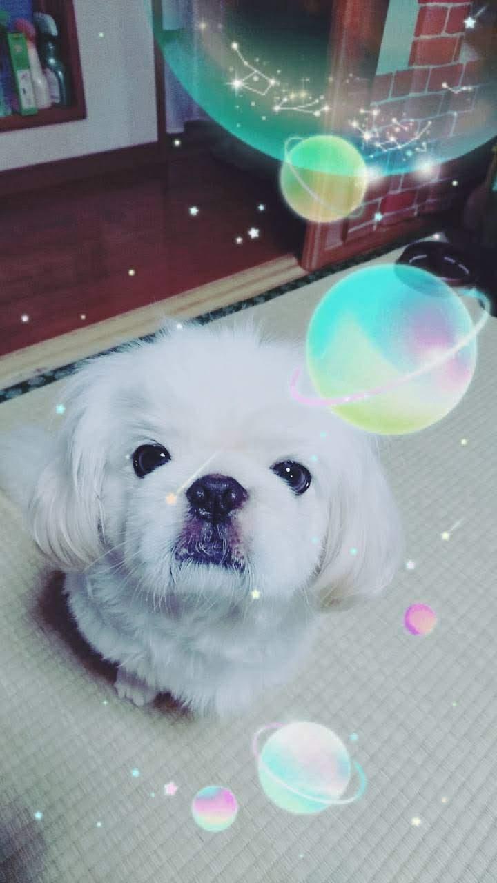Google の写真