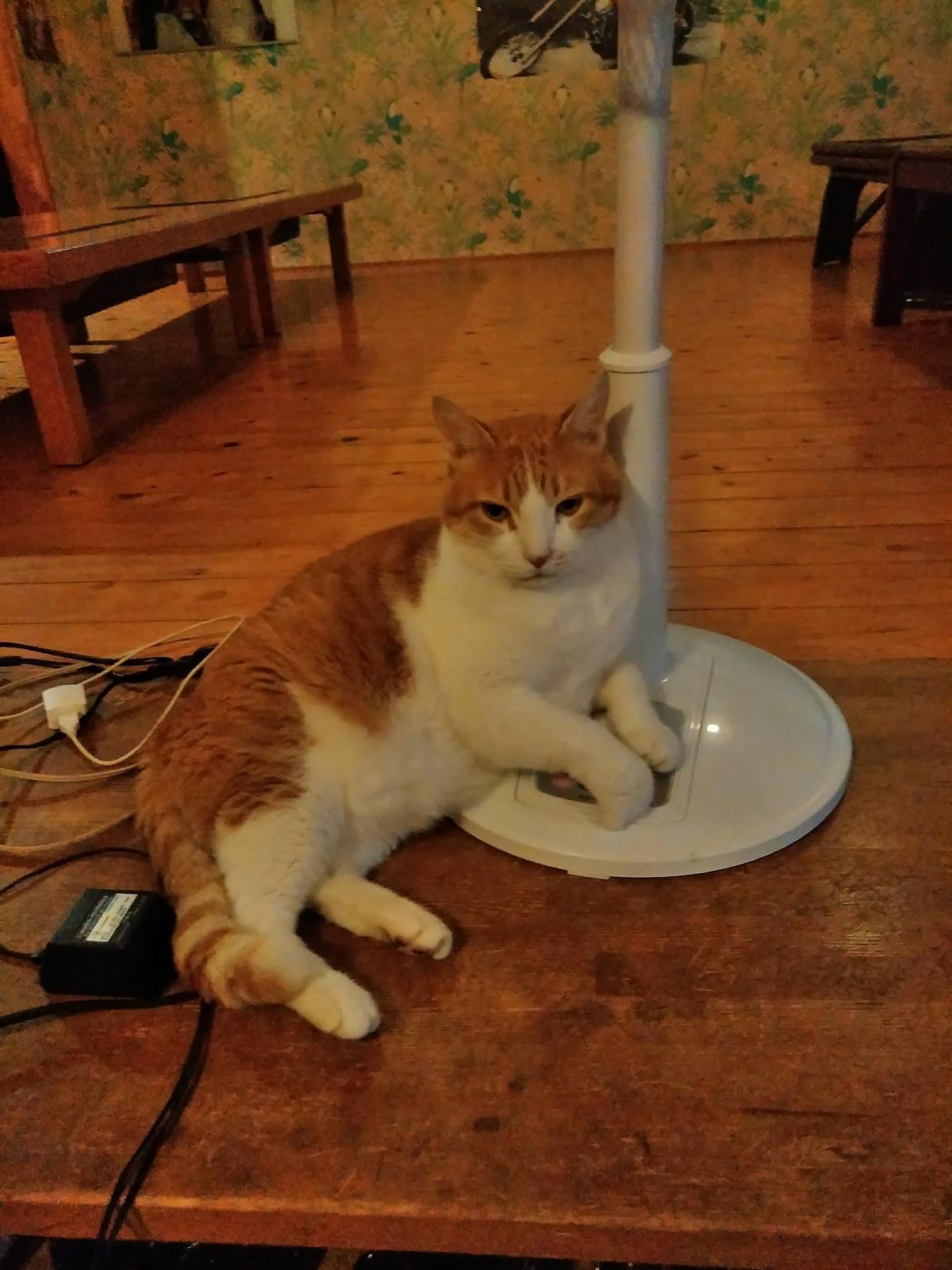 Google の写真