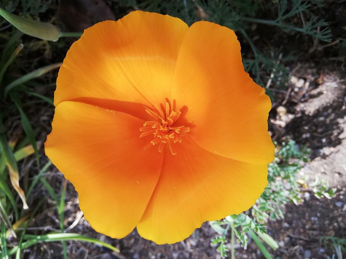 Google の写真