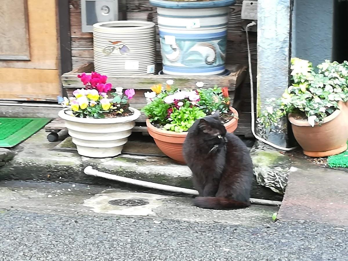 Google の写真