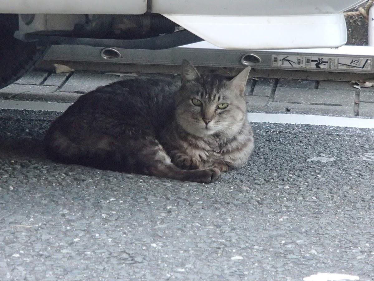 Google の写真