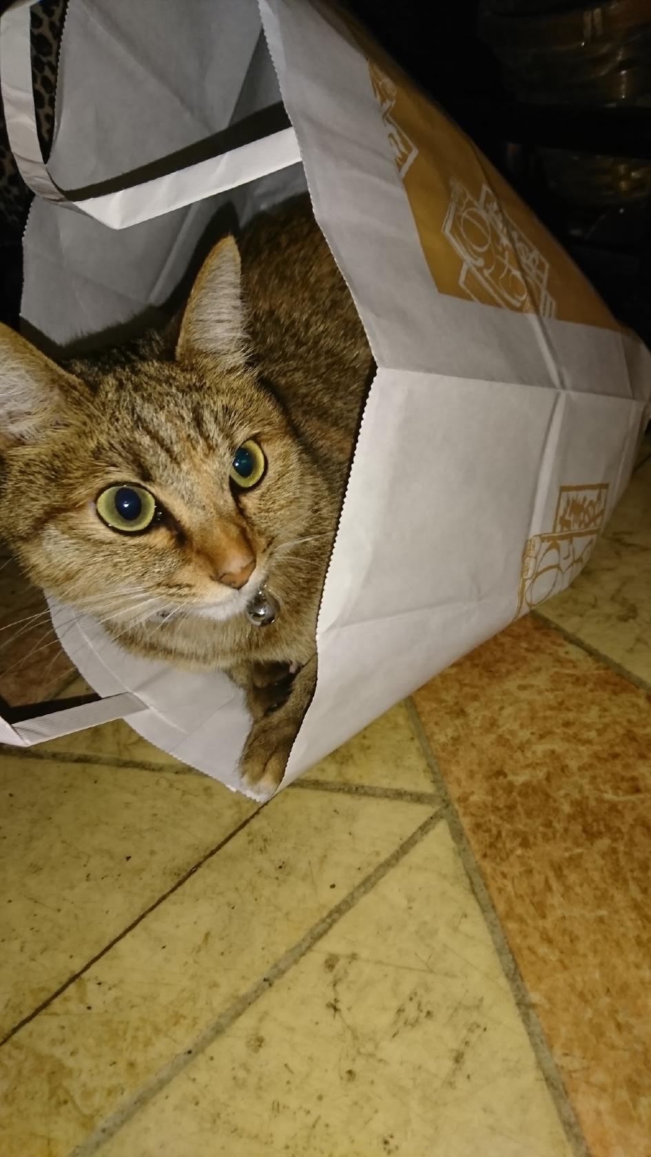 Google の写真