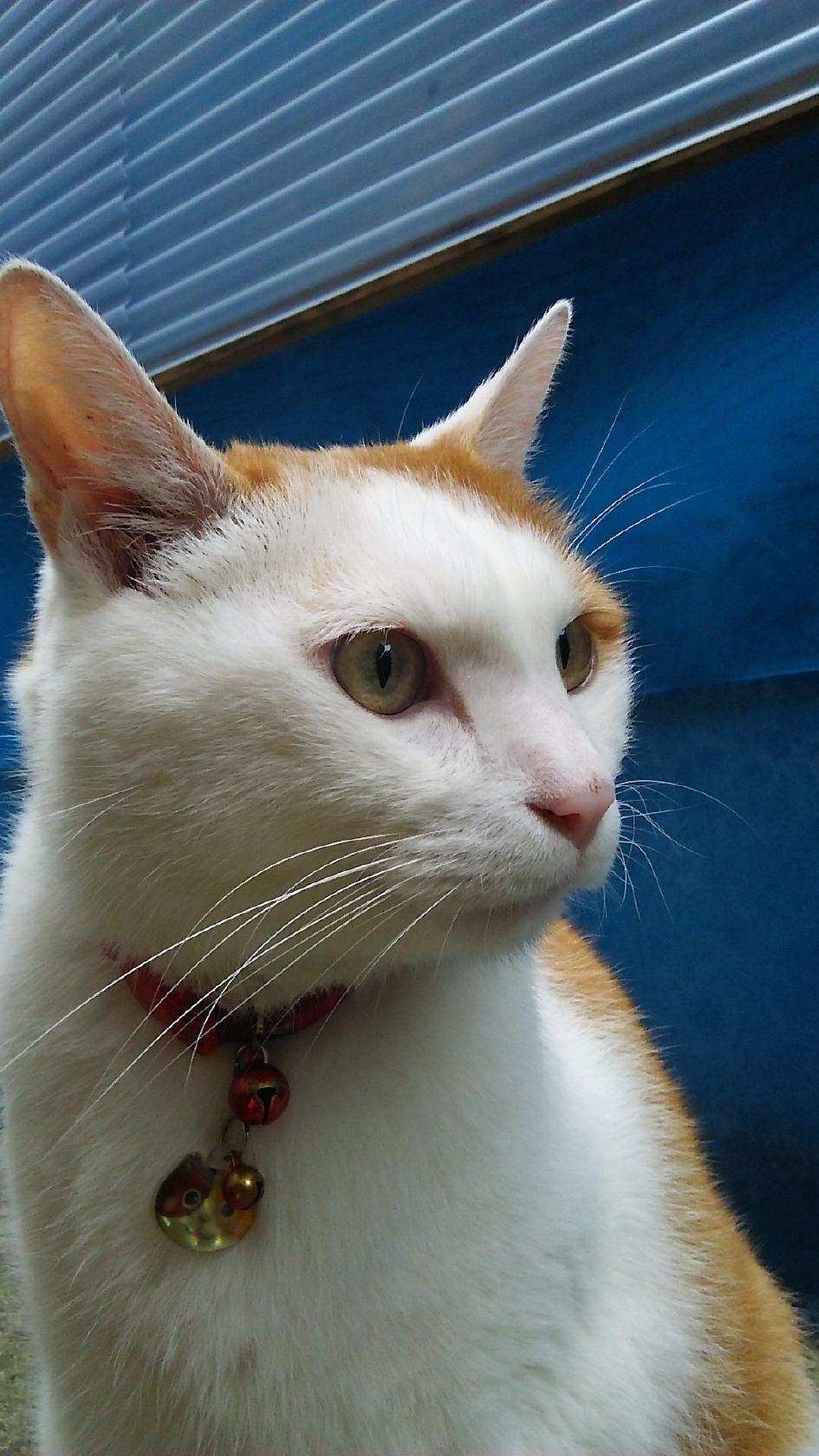 Google の写真