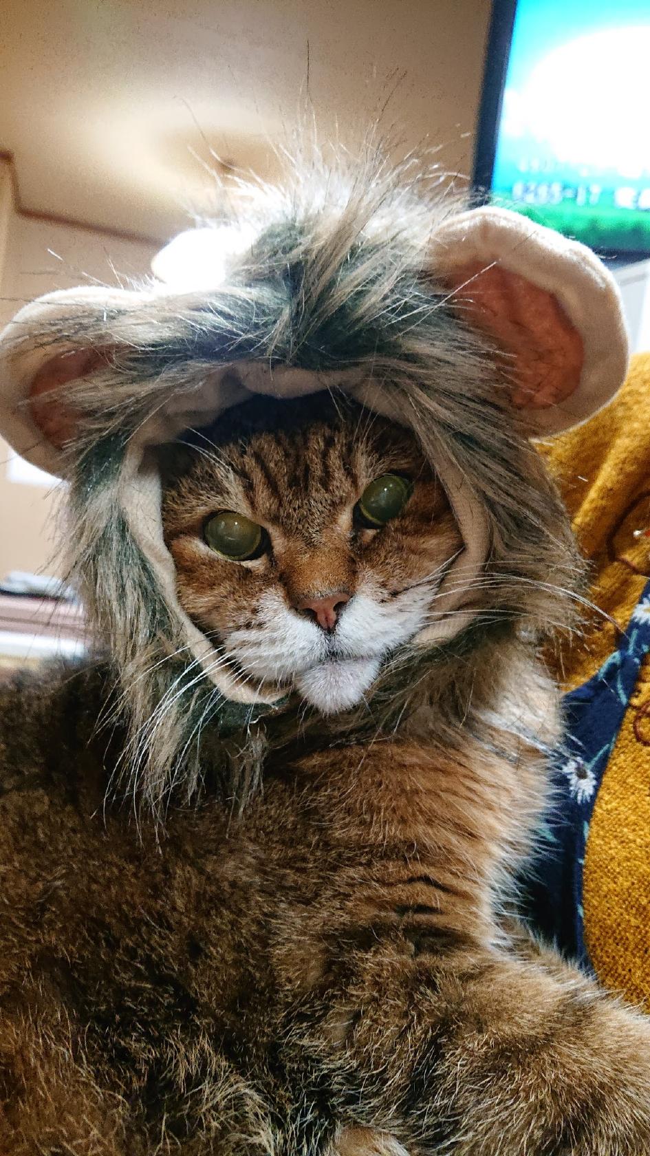 Google の写真