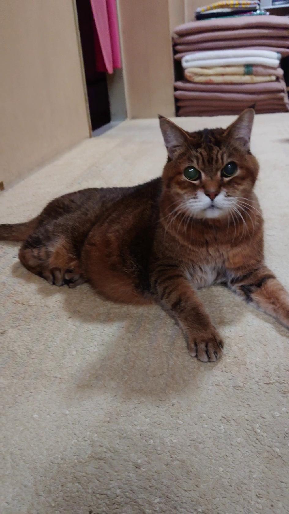Google の写真