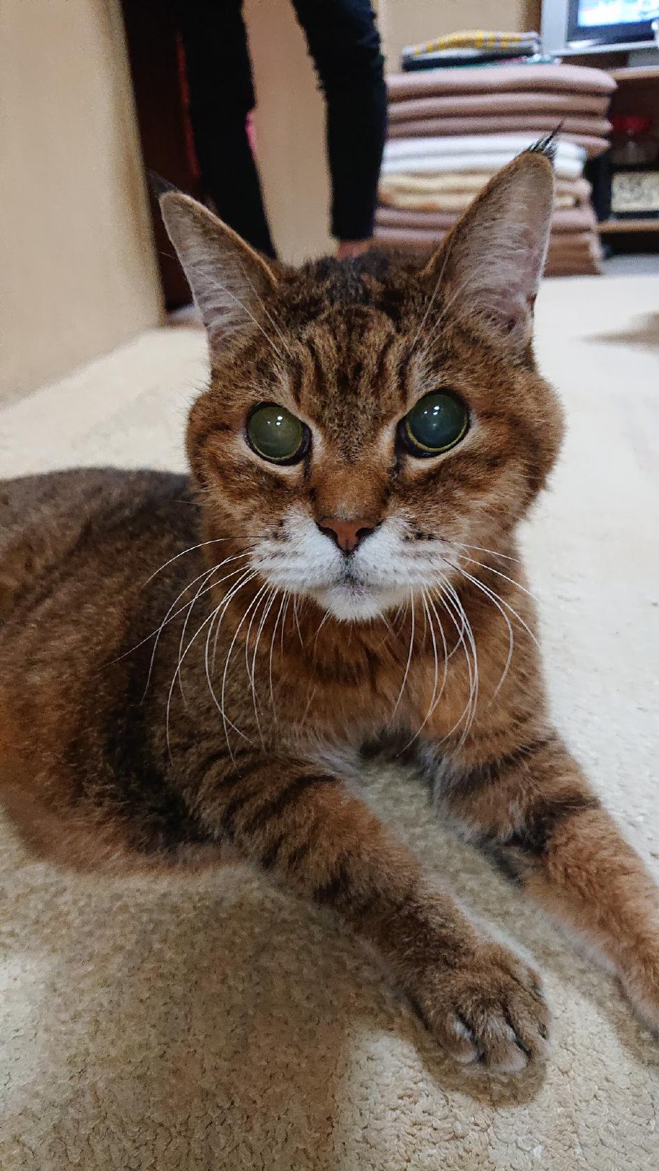 Google の写真