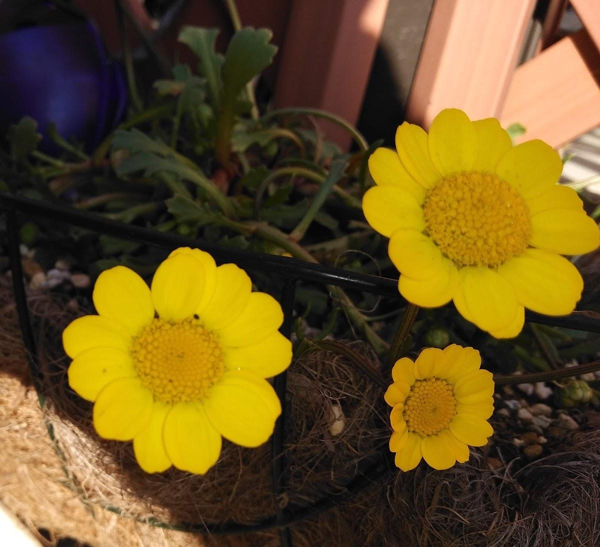 Google の写真