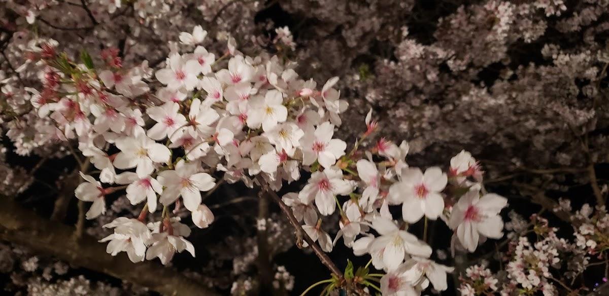 Google の写真