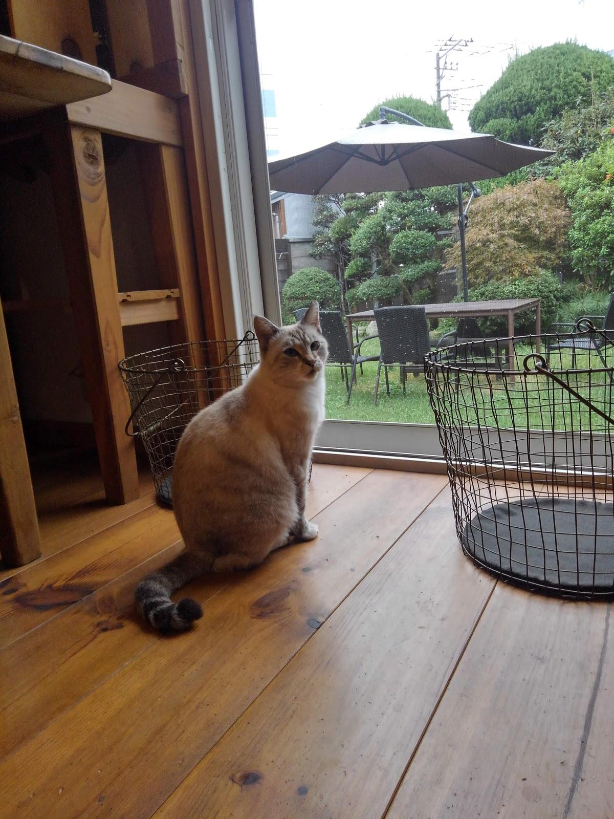 Google の写真
