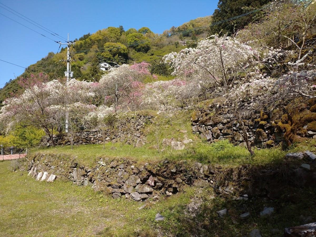 Google の写真