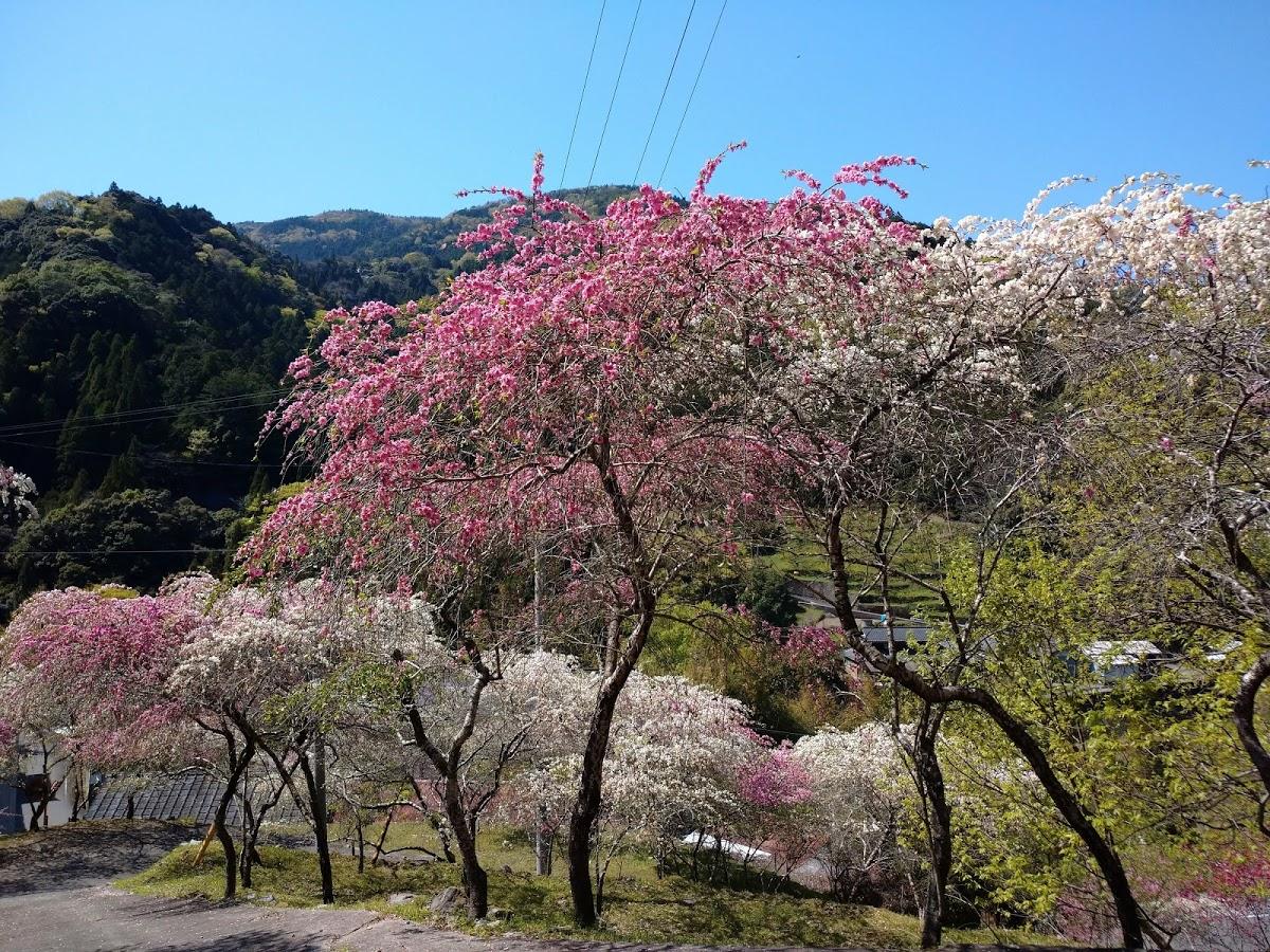 Google の写真