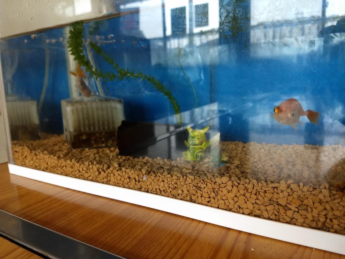 Google の写真