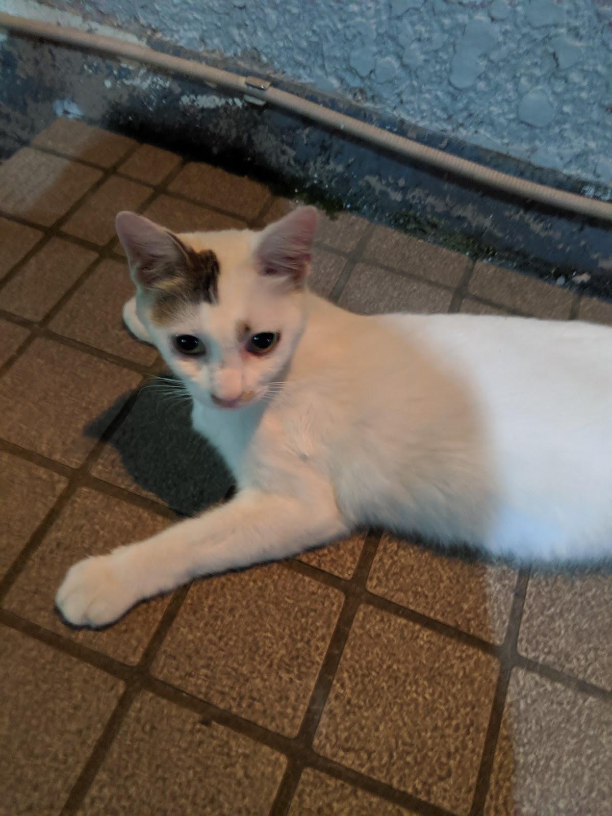 Google の写真