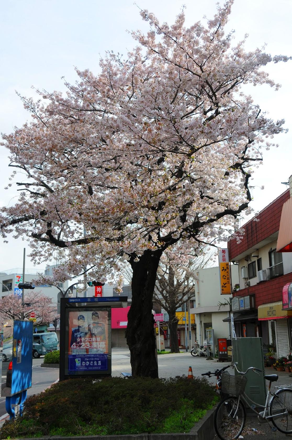 Google の写真