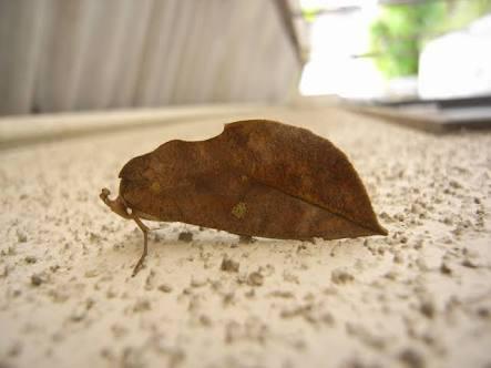 Google の写真