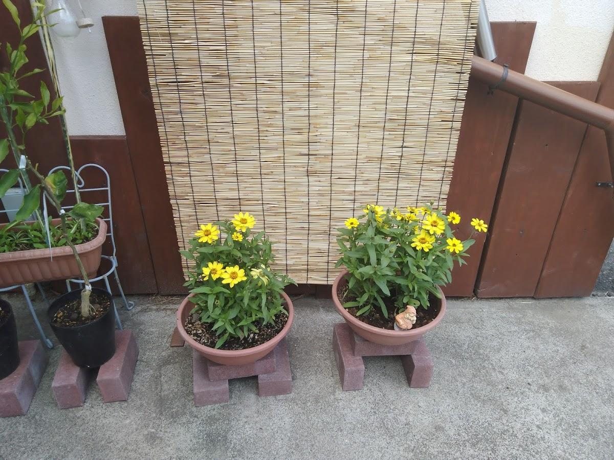 Google の写真