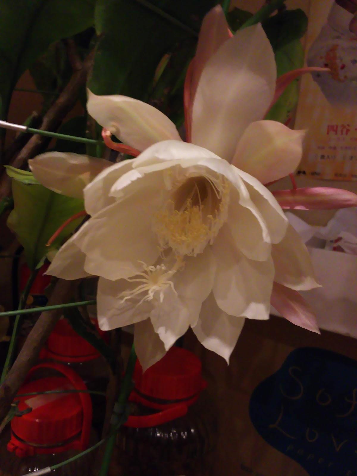 Google の写真