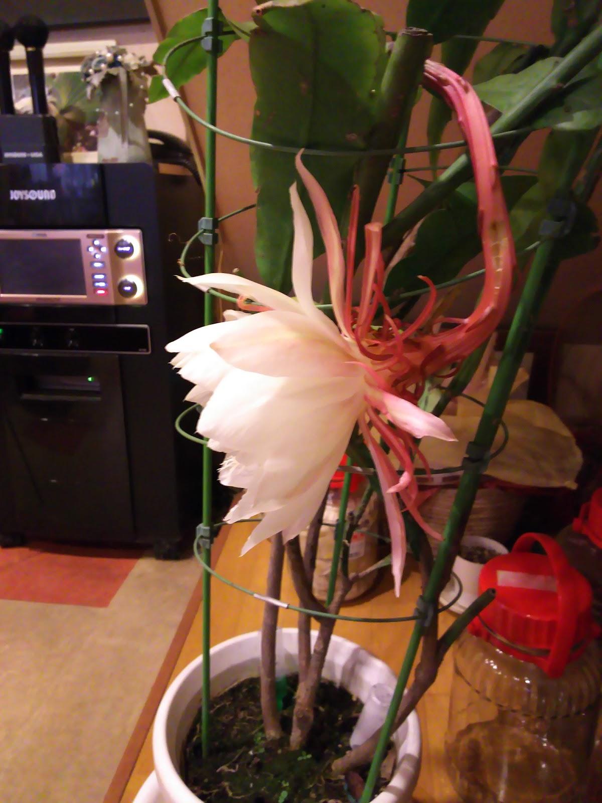 Google の写真