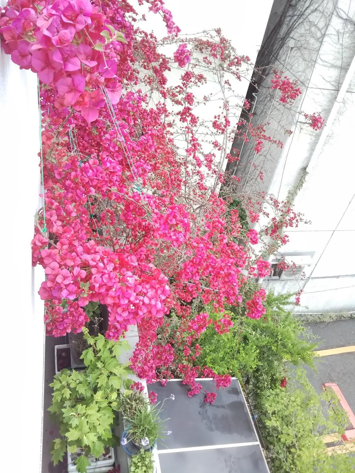 Google の写真